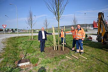 Bürgermeister Thomas Steiner beim Pflanzen der Bäume am  Bellaflora Kreisverkehr.