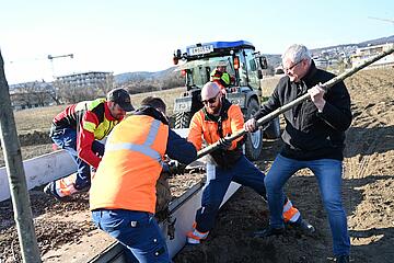 Bürgermeister Thomas Steiner mit den Gärtnern beim Pflanzen des Baumes. 