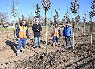 Bürgermeister Thomas Steiner mit den Gärtnern beim Pflanzen des Baumes. 
